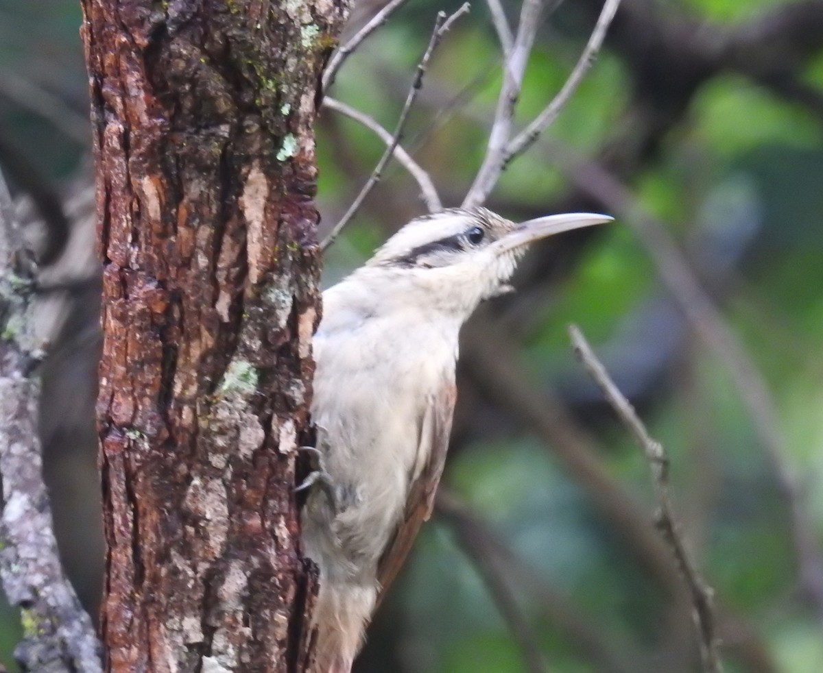 Narrow-billed Woodcreeper - ML622070527