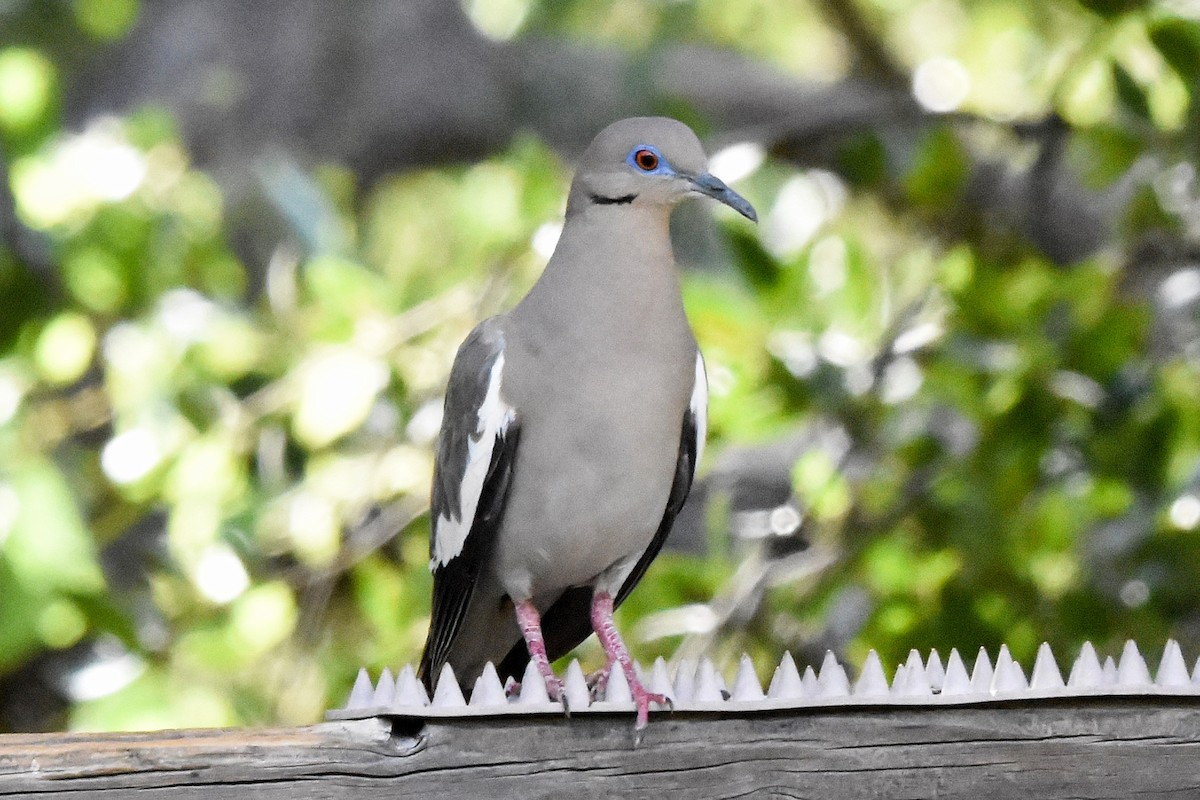 White-winged Dove - Katy Banning