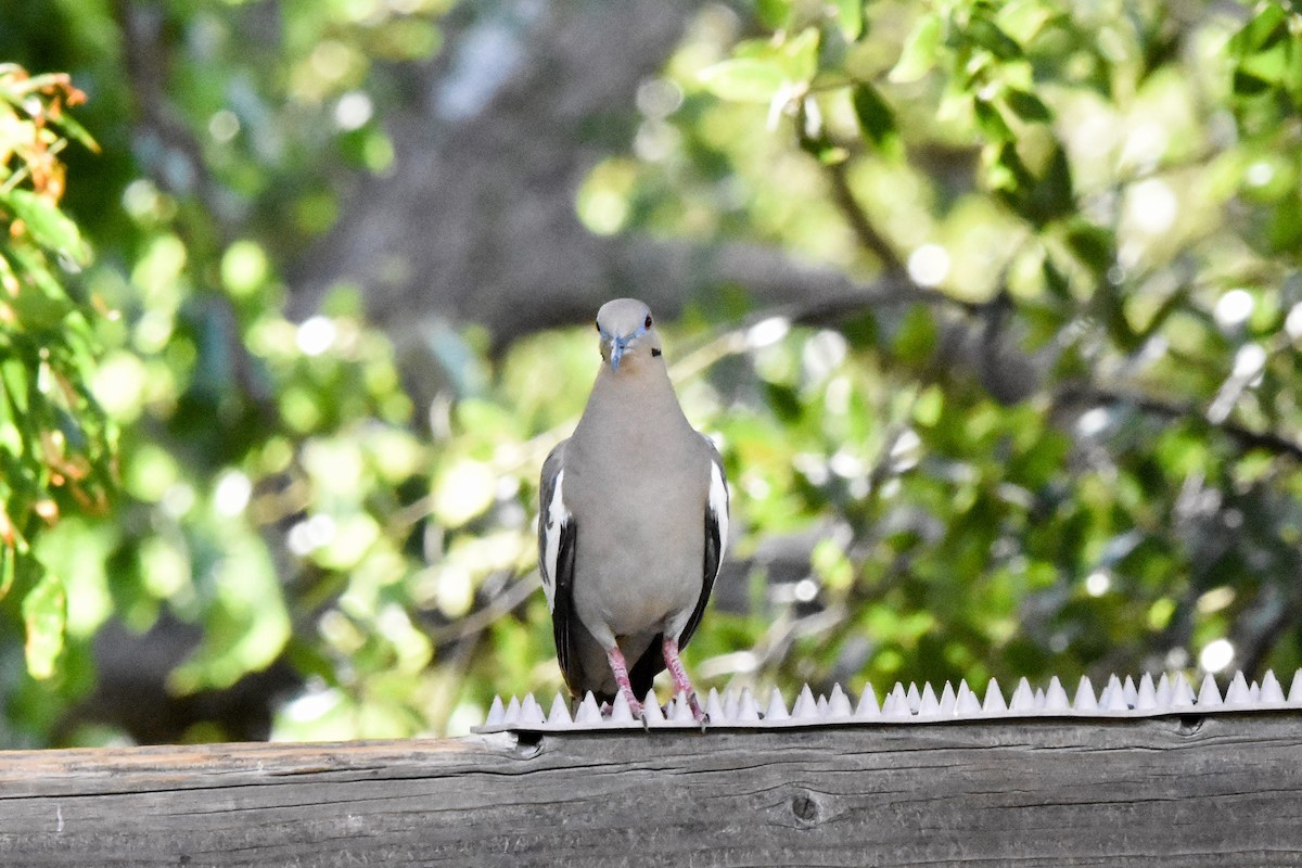 White-winged Dove - ML622070529