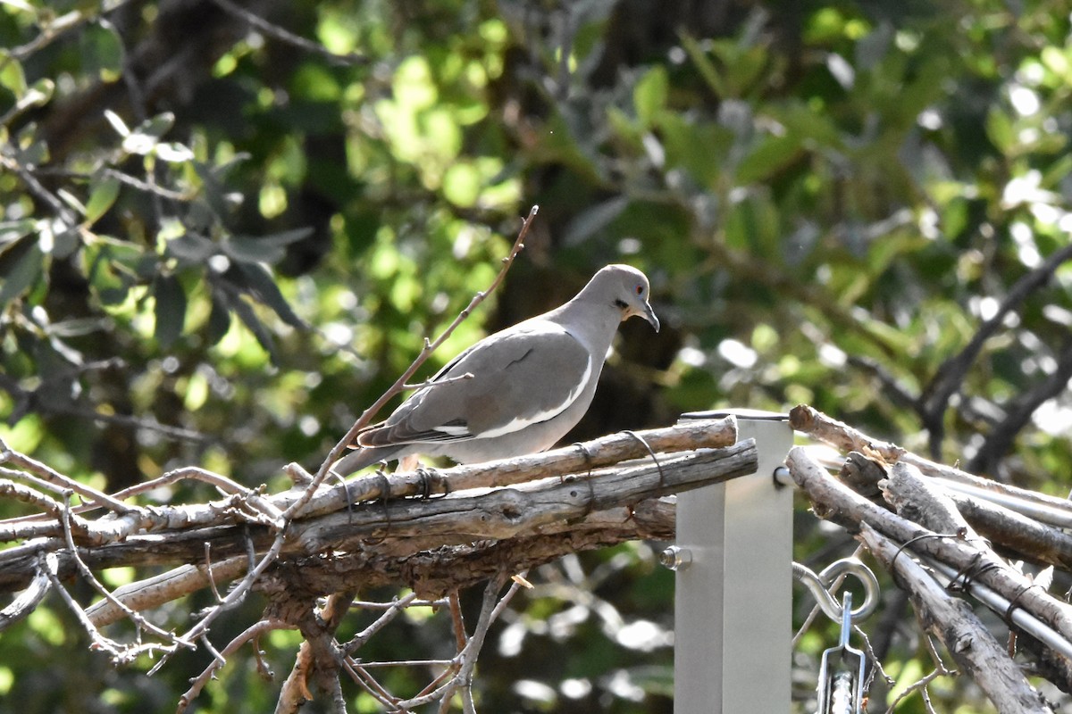 White-winged Dove - ML622070530