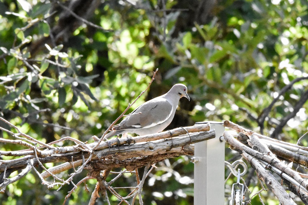 White-winged Dove - ML622070531