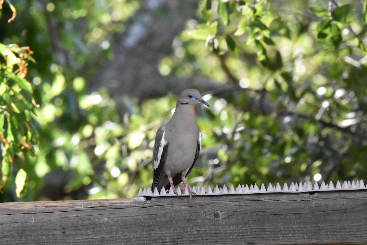 White-winged Dove - ML622070532