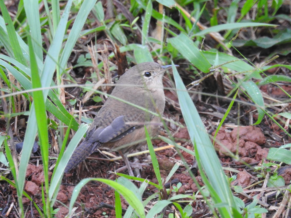 House Wren - ML622070533