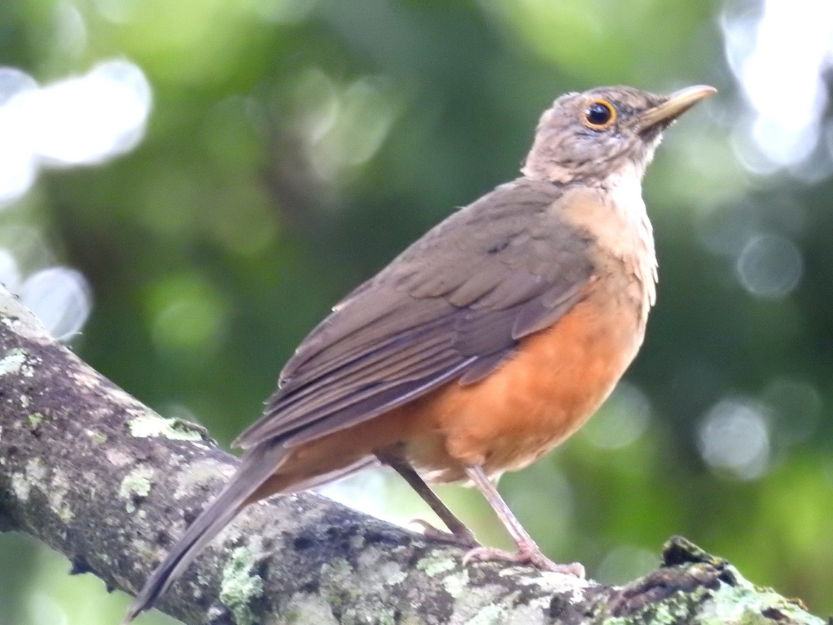 Rufous-bellied Thrush - ML622070534