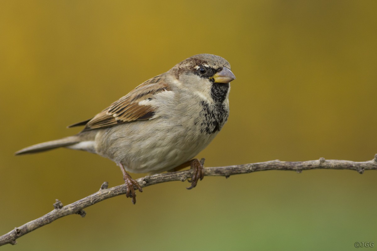 House Sparrow - Javier Gómez González