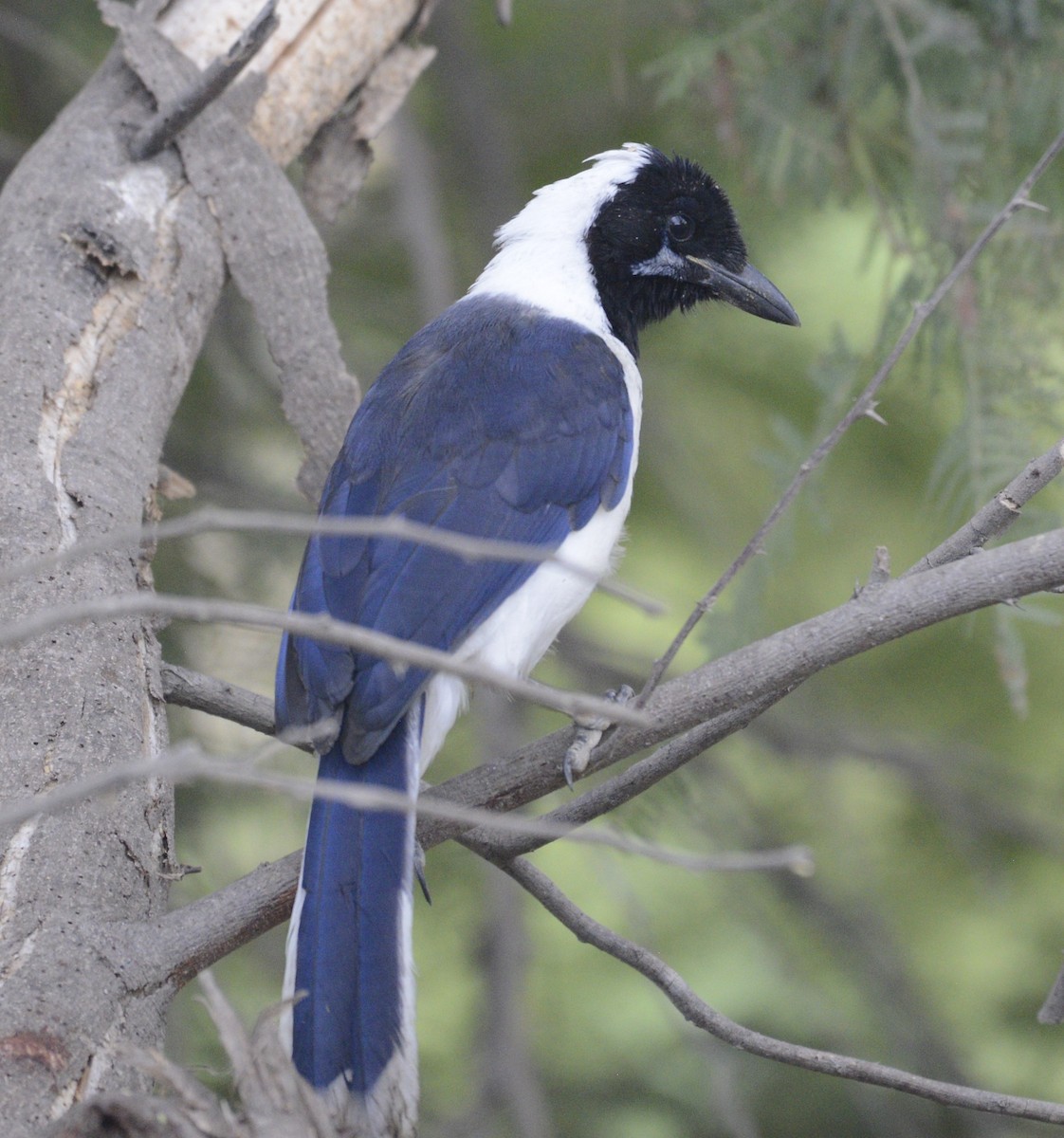 White-tailed Jay - ML622070542