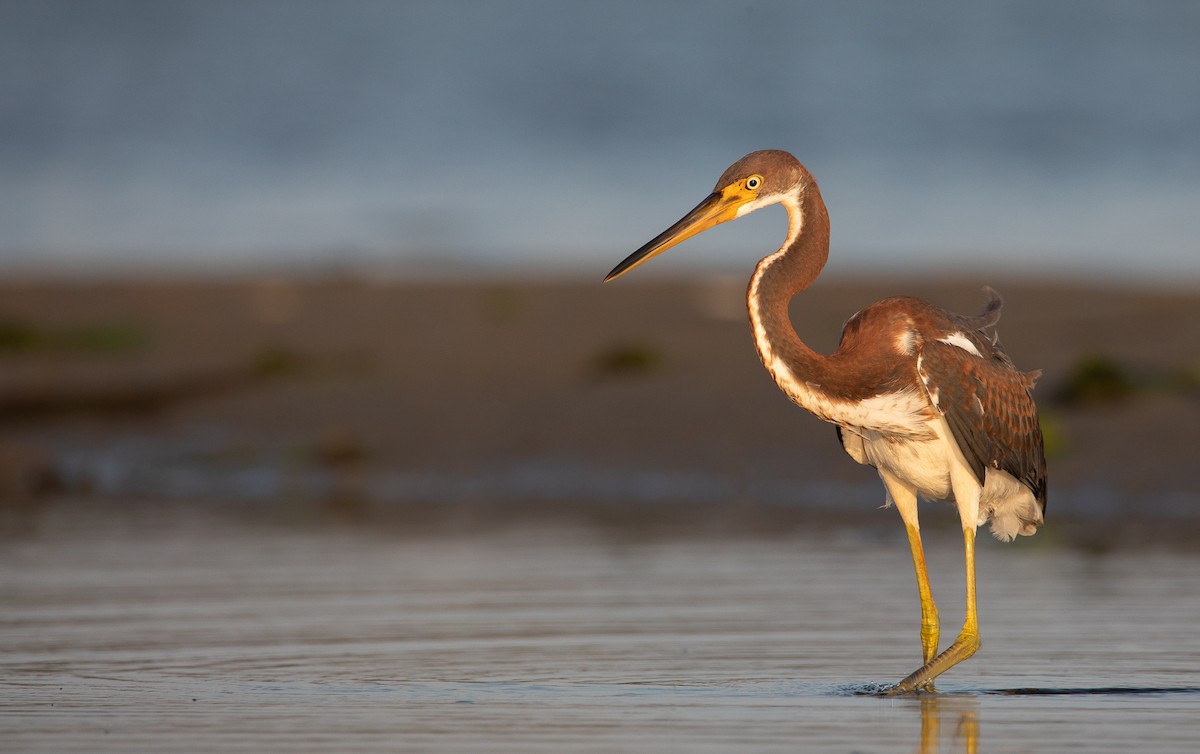 Tricolored Heron - ML622070552