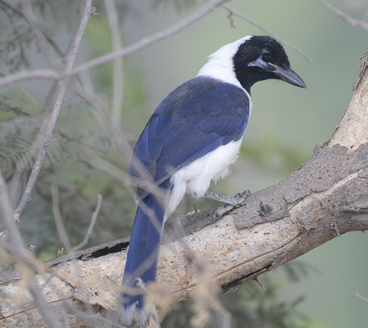 White-tailed Jay - ML622070556