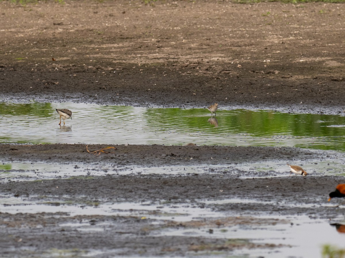 Pectoral Sandpiper - ML622070559