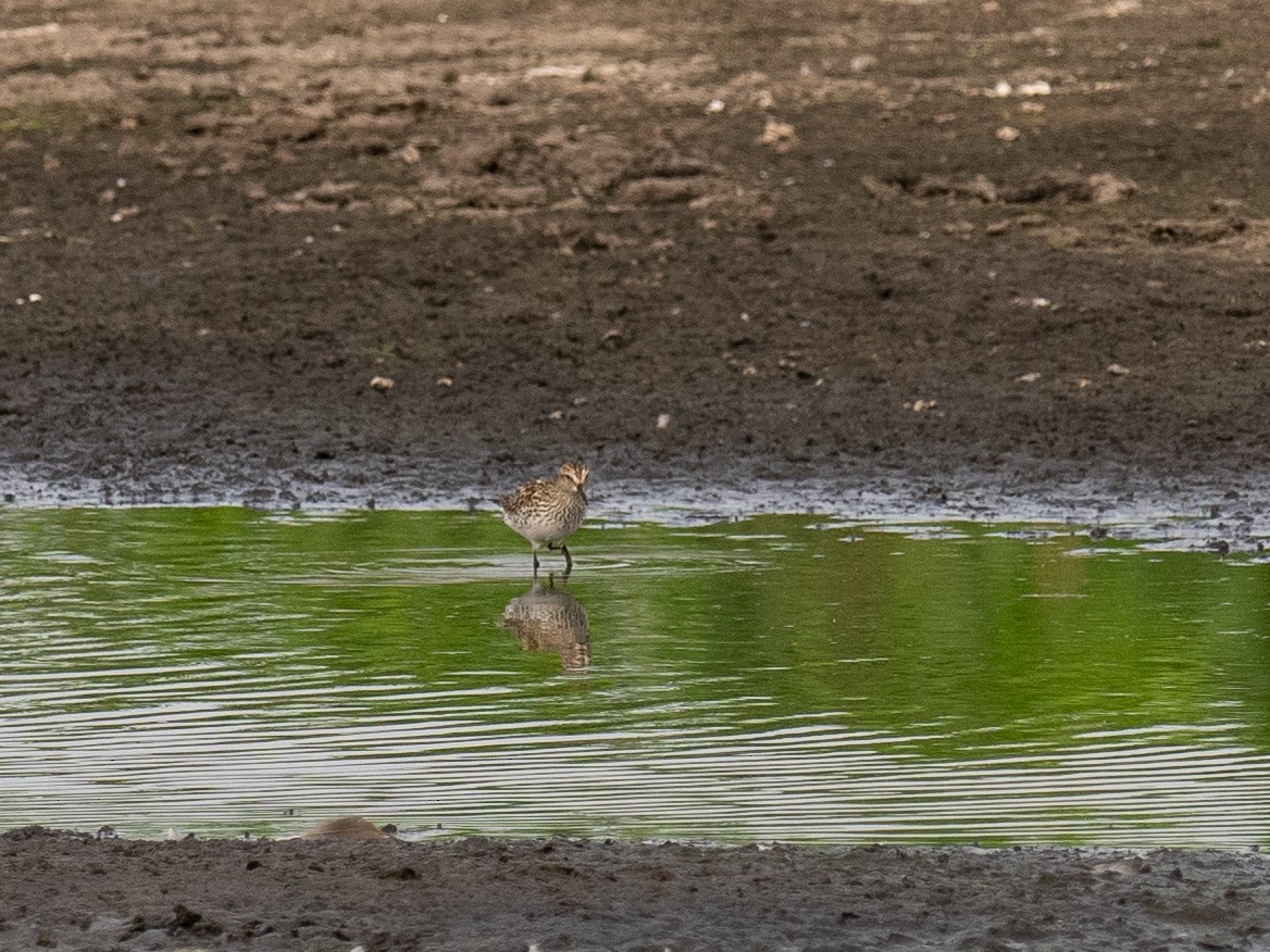 Pectoral Sandpiper - ML622070563