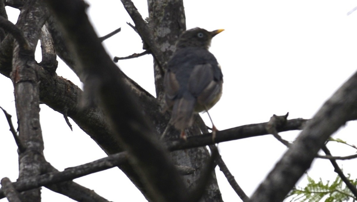 Plumbeous-backed Thrush - ML622070565