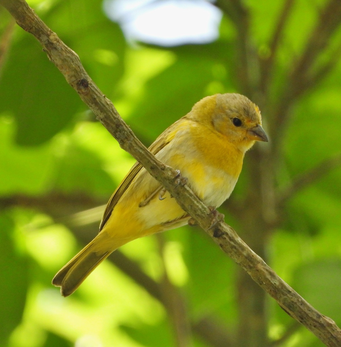 Saffron Finch - ML622070577