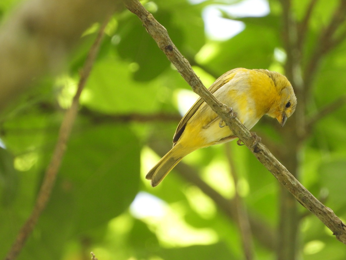 Saffron Finch - ML622070578