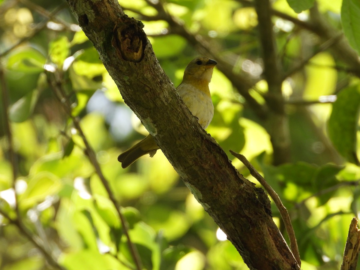 Saffron Finch - ML622070579