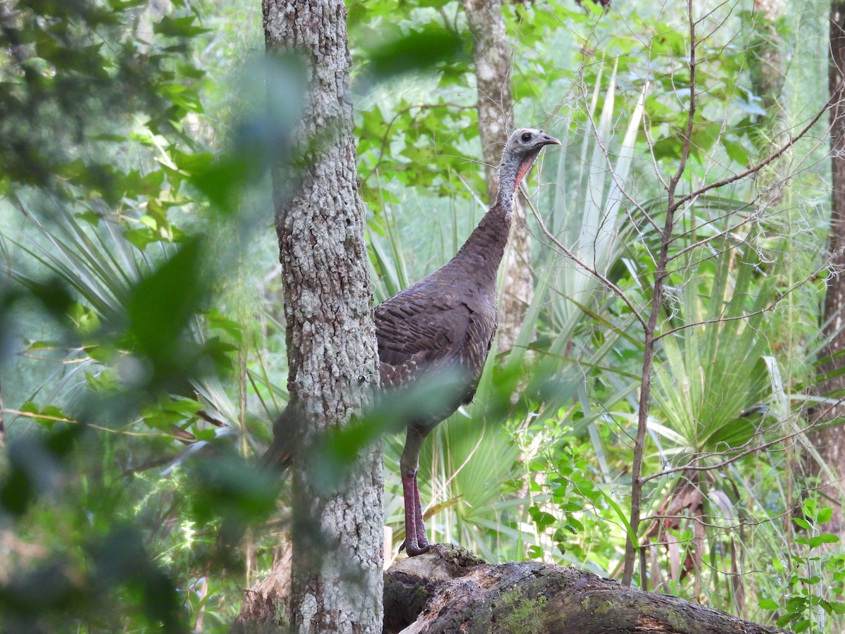 Wild Turkey - ML622070616