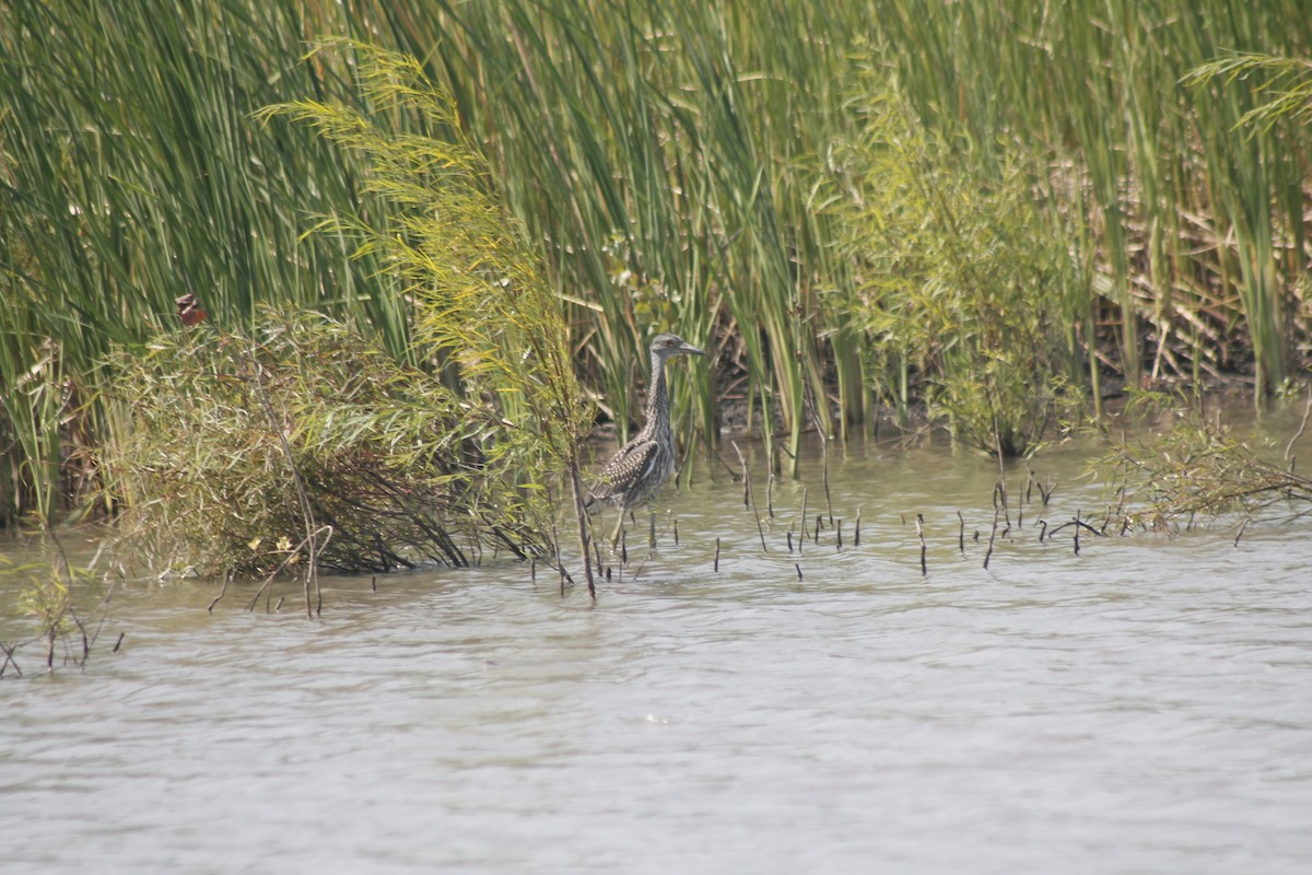 Black-crowned Night Heron - ML622070623