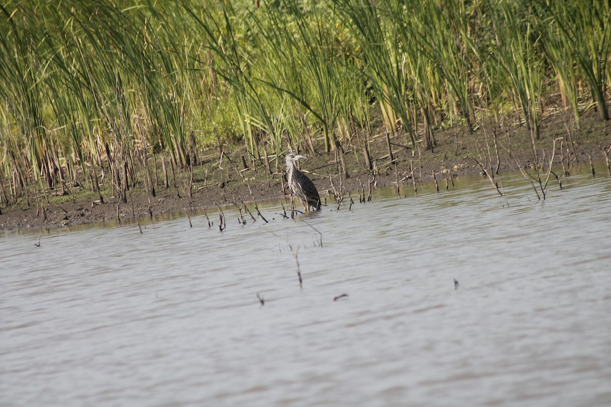 Black-crowned Night Heron - ML622070624