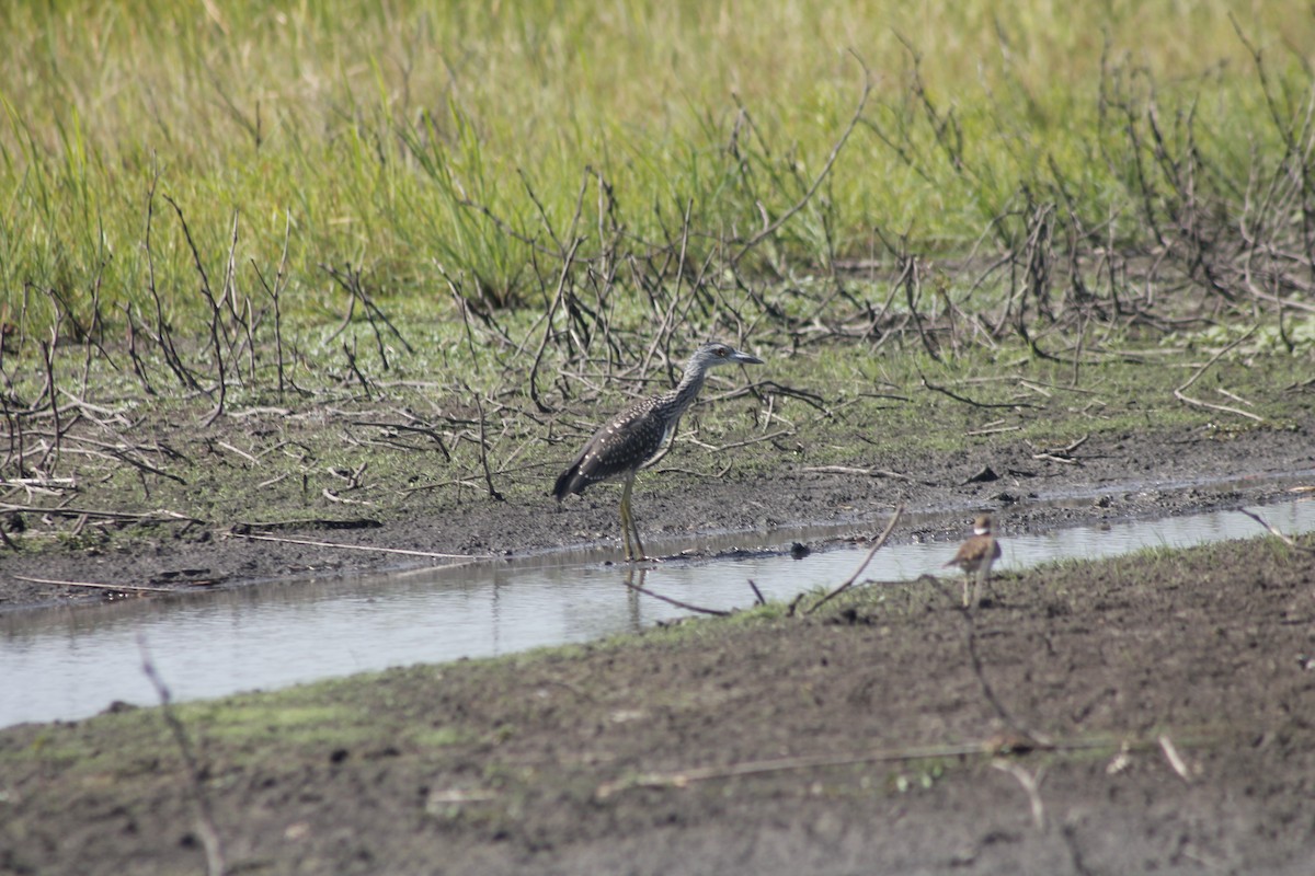 Black-crowned Night Heron - ML622070625