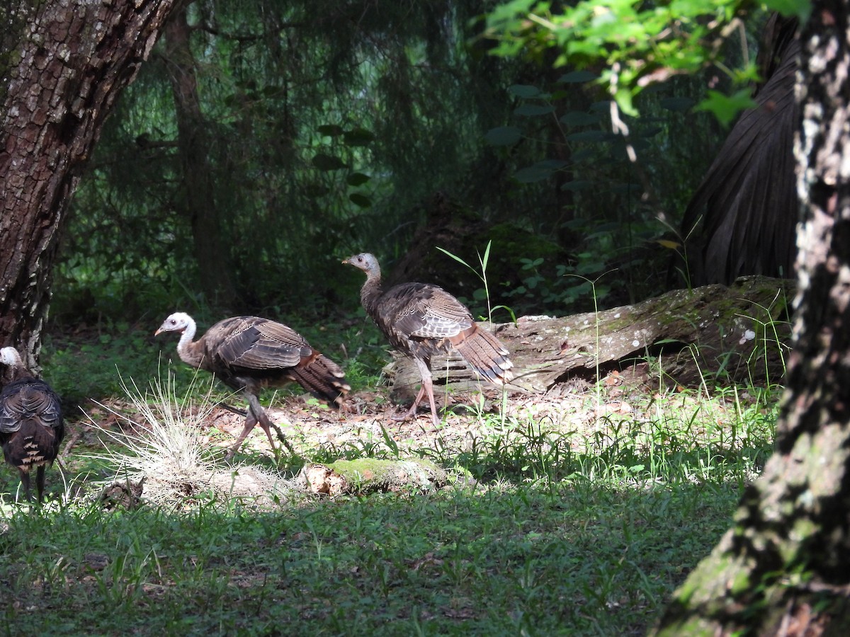 Wild Turkey - ML622070634