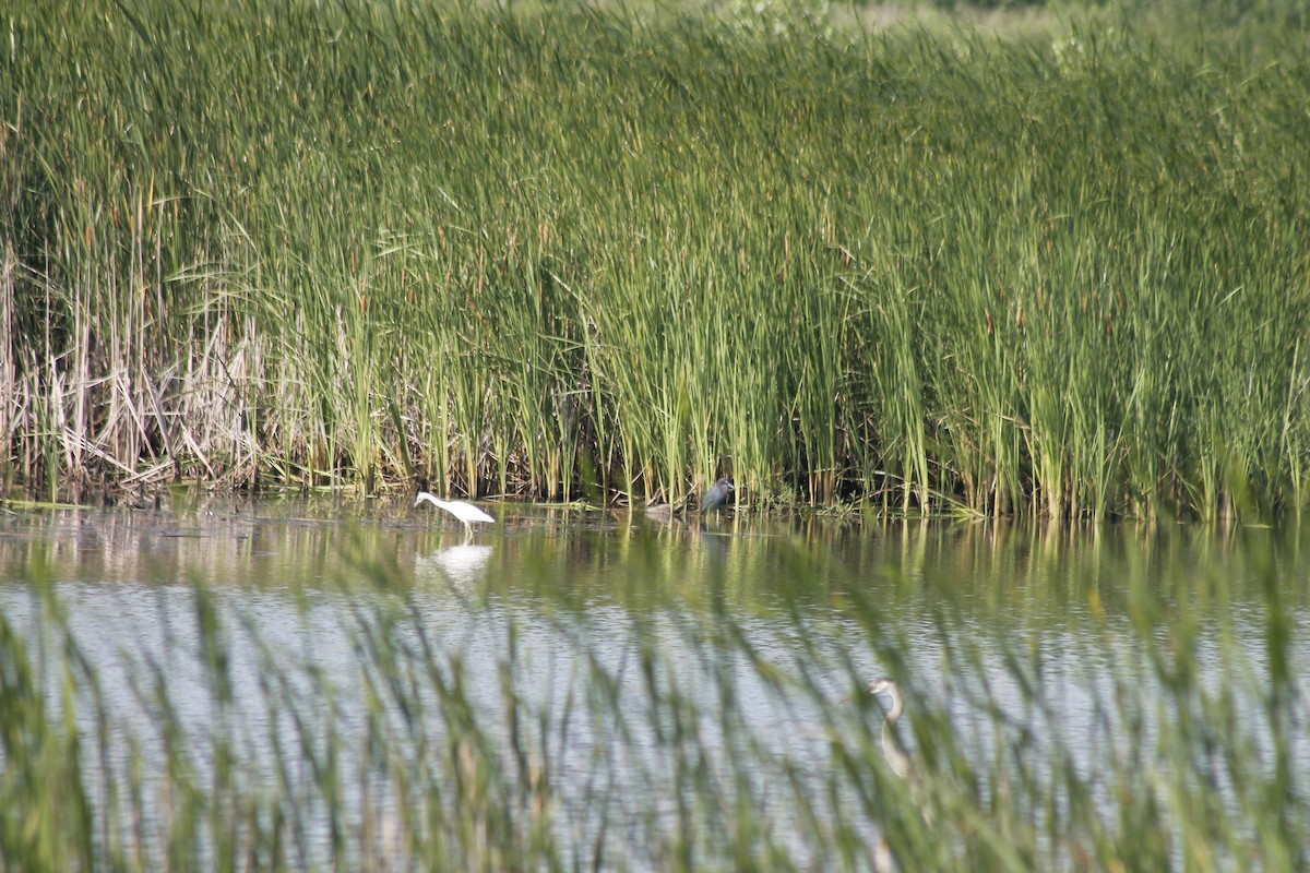 Little Blue Heron - ML622070635