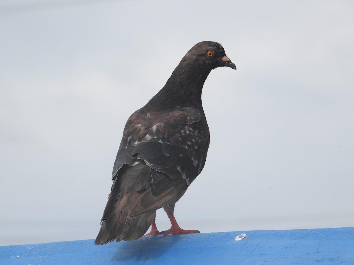 Rock Pigeon (Feral Pigeon) - ML622070637