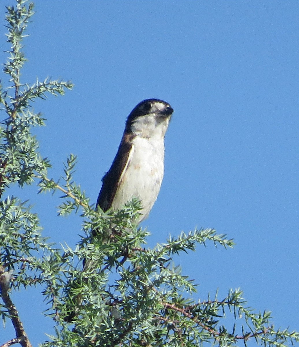 Woodchat Shrike - ML622070639