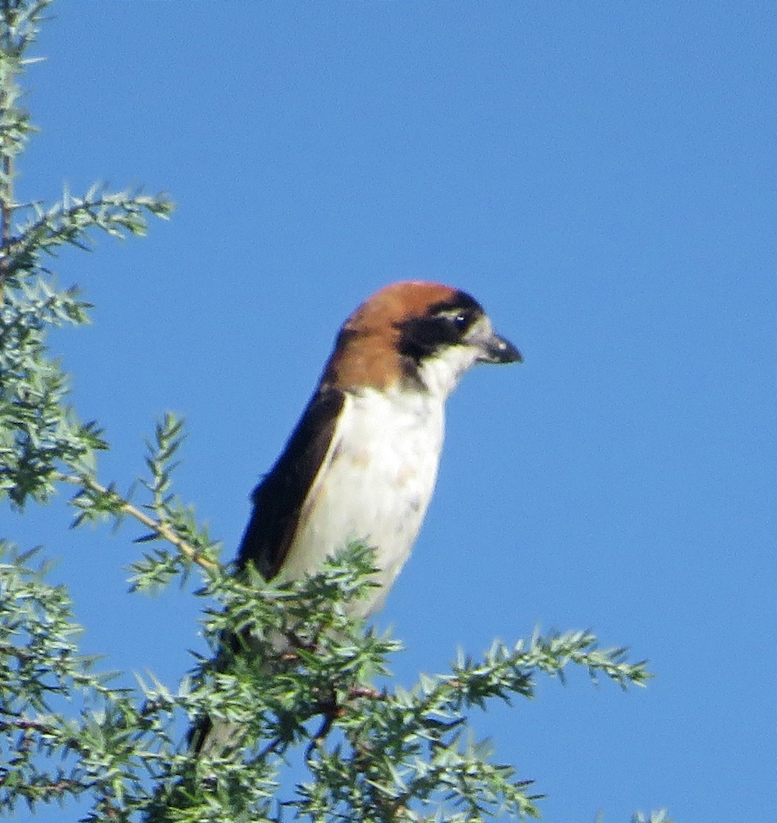 Woodchat Shrike - ML622070642