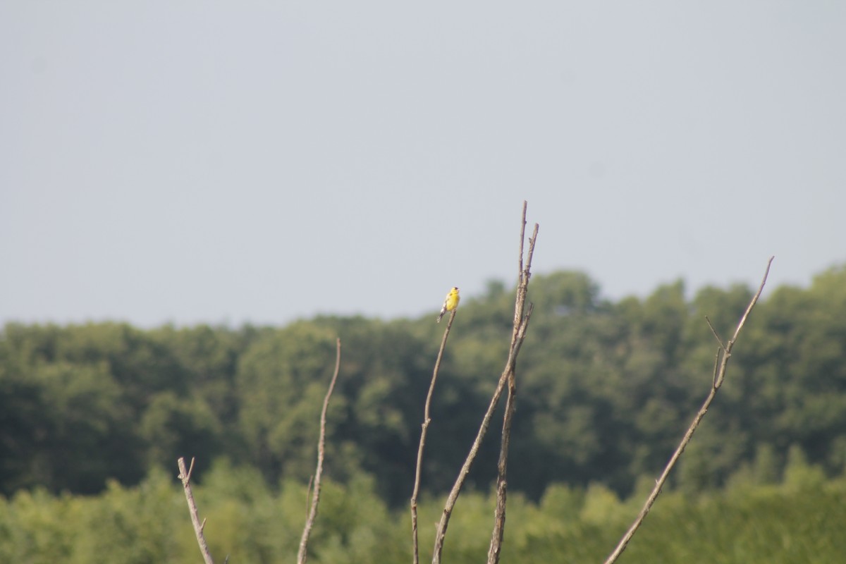 American Goldfinch - ML622070645