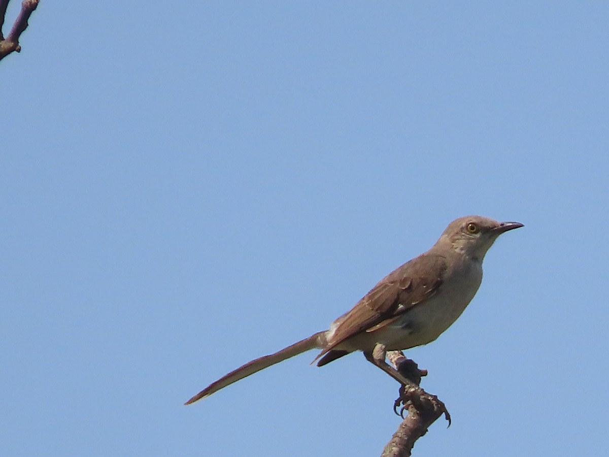 Northern Mockingbird - ML622070649