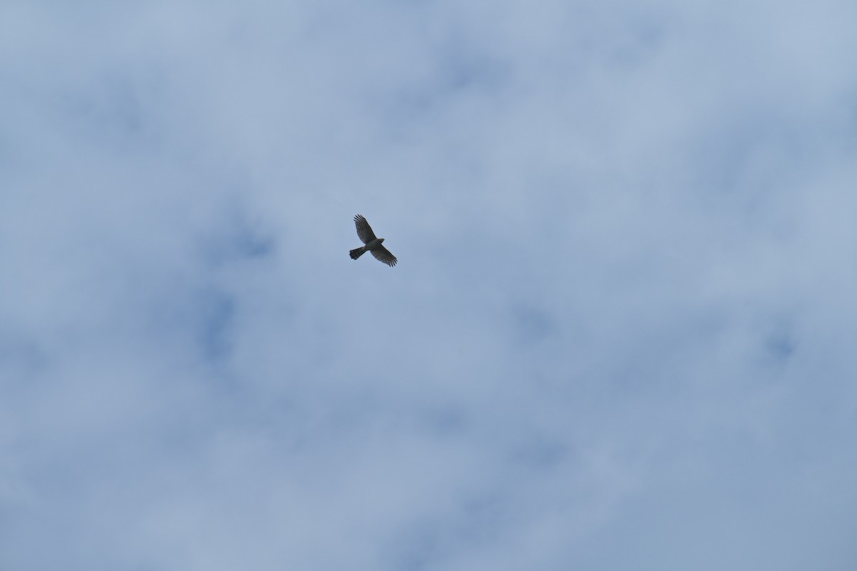 Cooper's Hawk - ML622070654