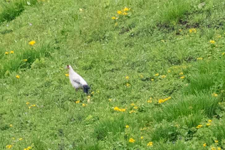 White Eared-Pheasant - ML622070666