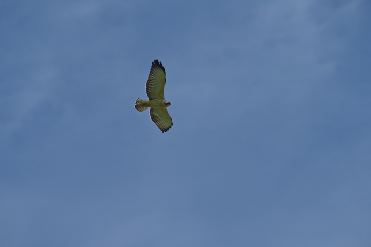 Short-tailed Hawk - ML622070675