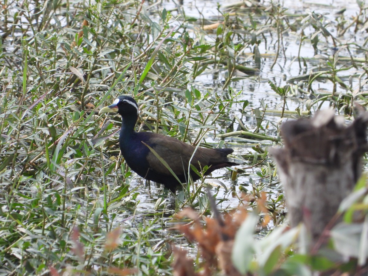 Bronze-winged Jacana - Vidhya Sundar