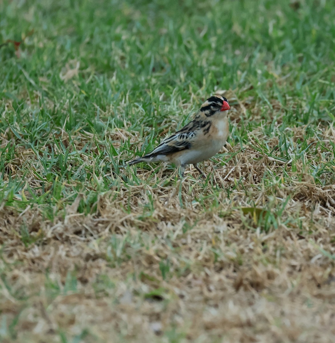 Pin-tailed Whydah - Mark Robertson