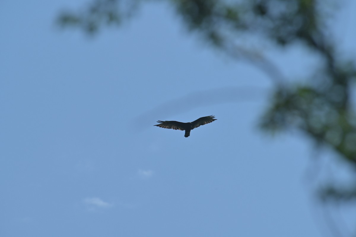 Zone-tailed Hawk - ML622070688