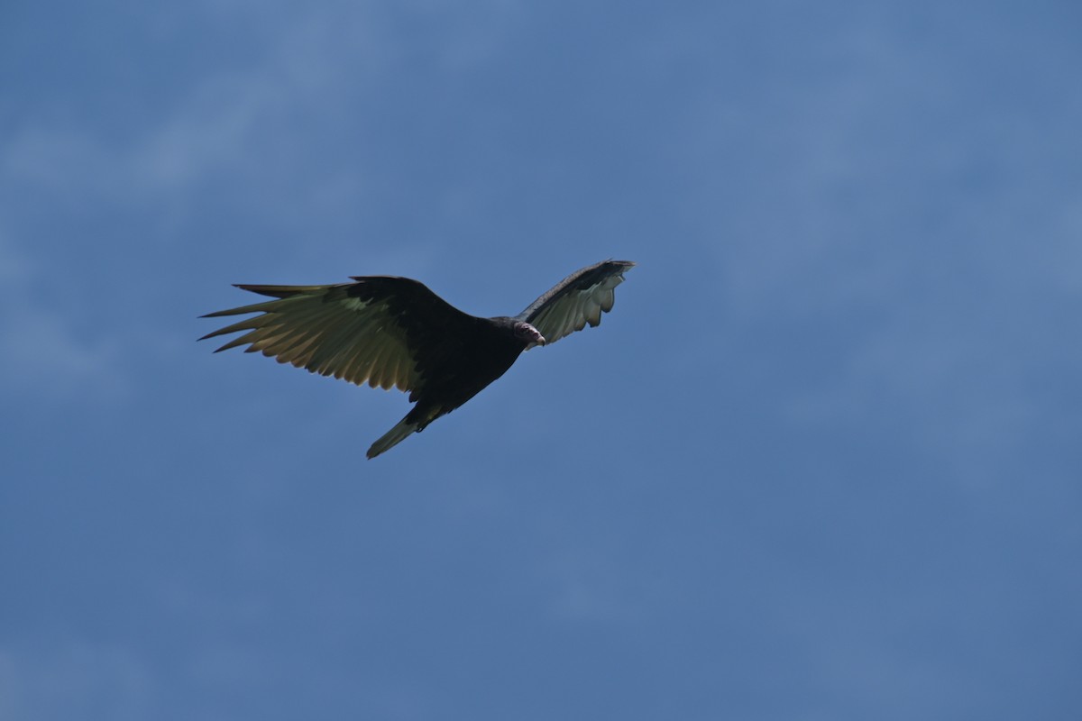 Turkey Vulture - ML622070703