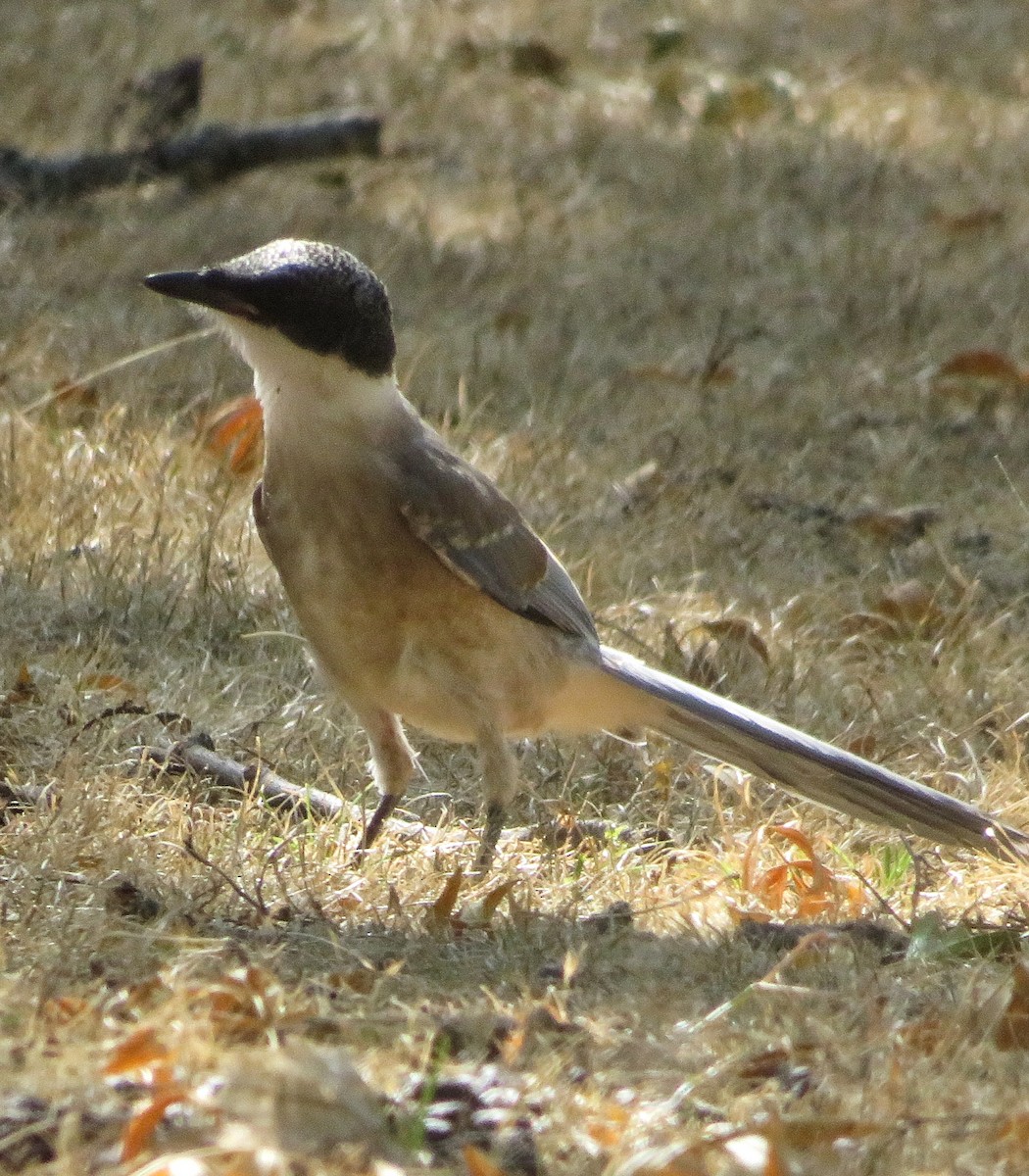 Iberian Magpie - ML622070711