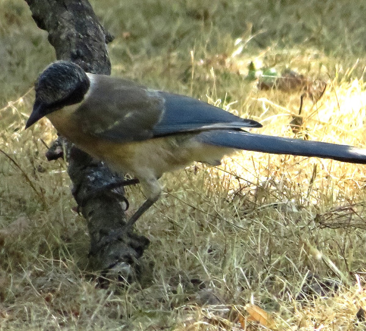 Iberian Magpie - ML622070712
