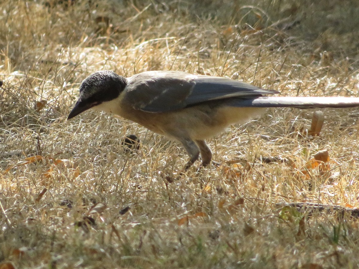 Iberian Magpie - ML622070713