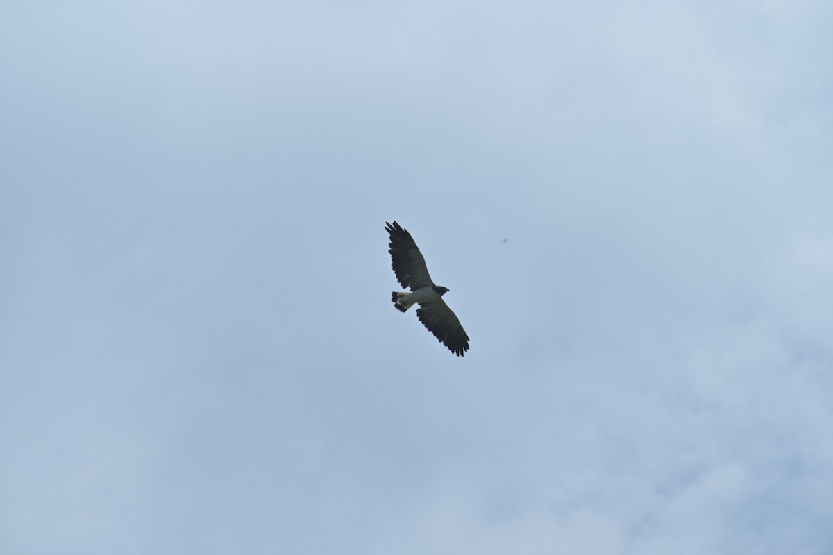 White-tailed Hawk - ML622070717