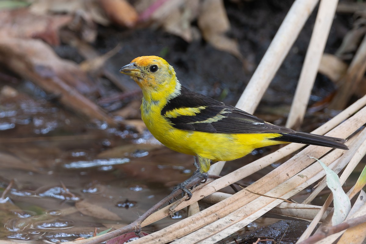 Western Tanager - ML622070740