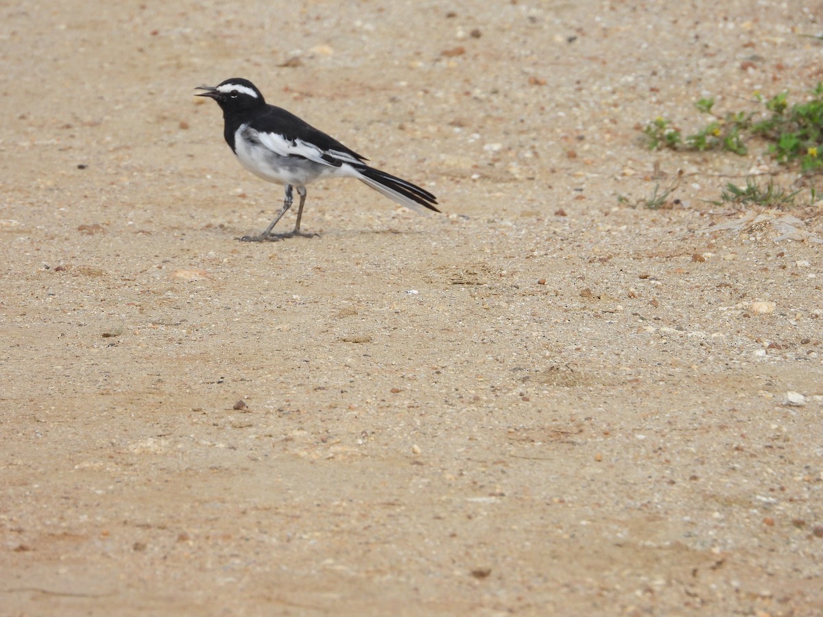 White-browed Wagtail - Vidhya Sundar