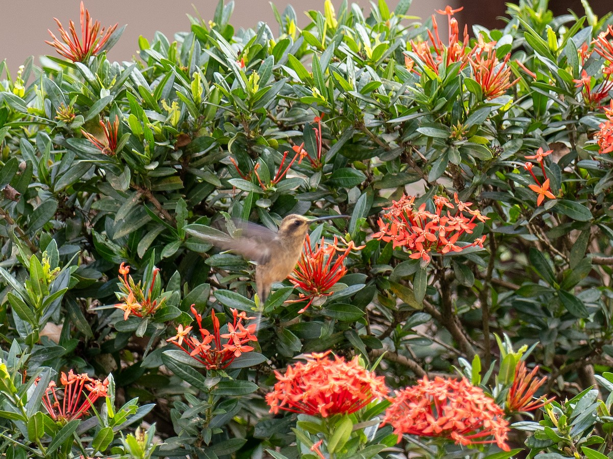 Buff-bellied Hermit - ML622070757