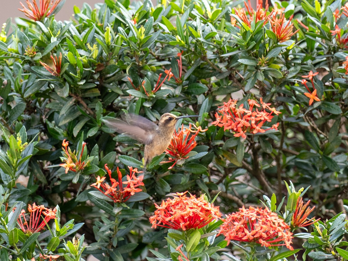 Buff-bellied Hermit - ML622070758