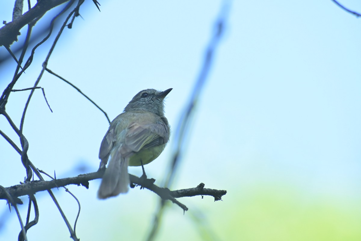 Greenish Elaenia - ML622070760