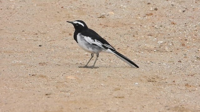 White-browed Wagtail - ML622070782