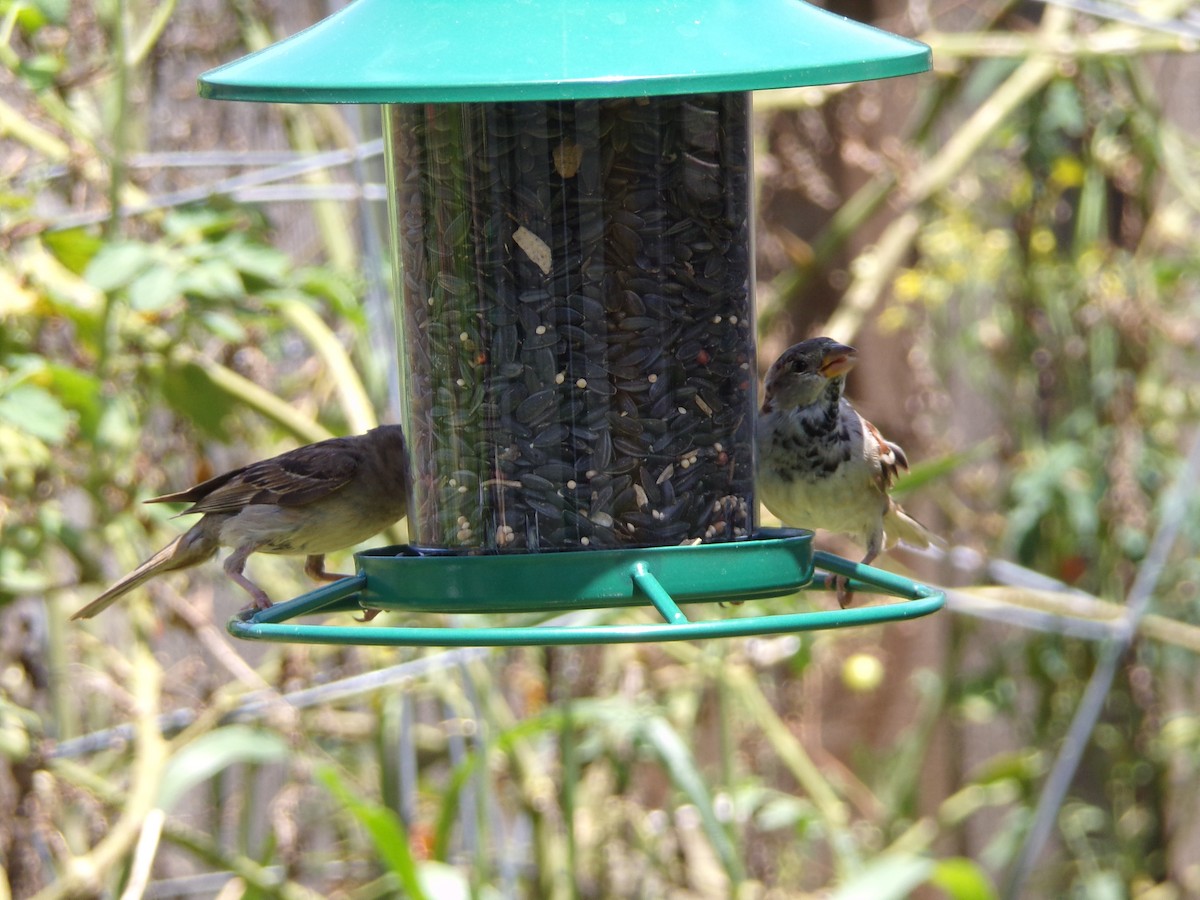 House Sparrow - ML622070815