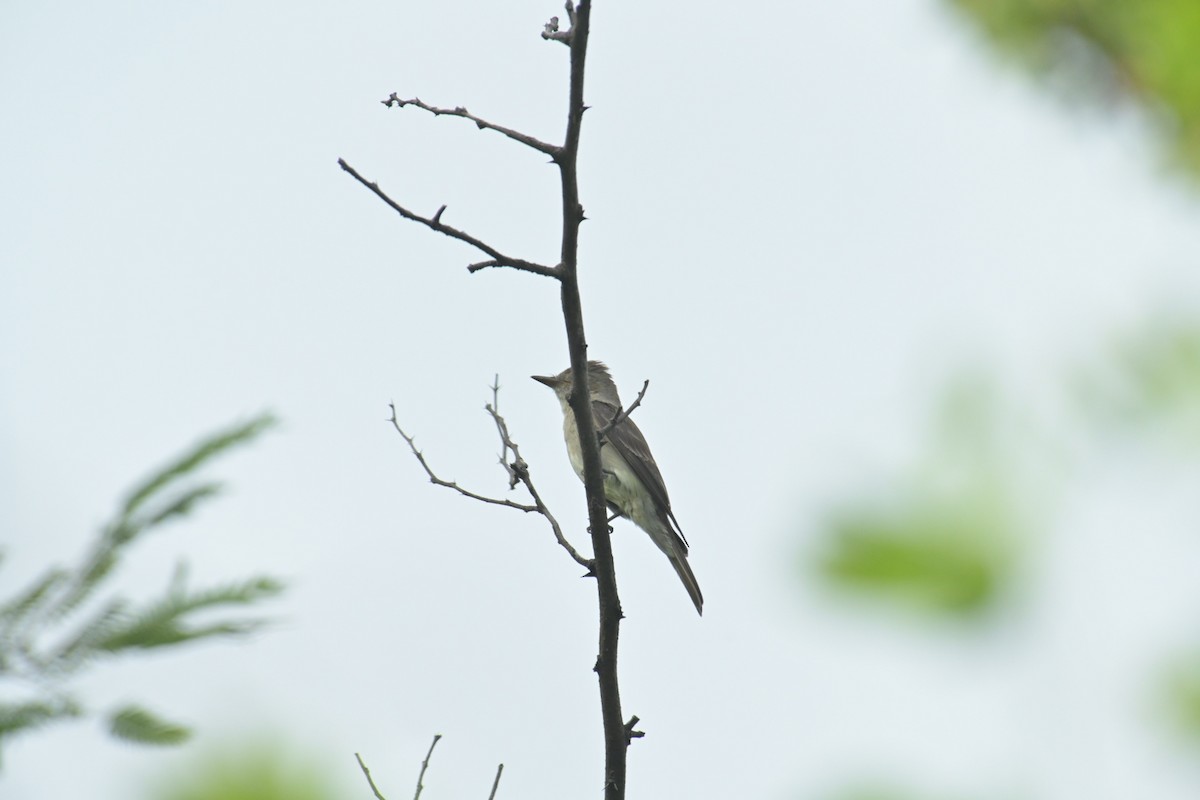Western Wood-Pewee - ML622070819