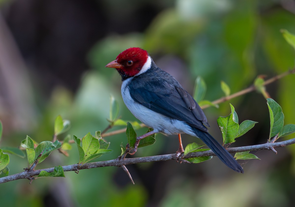 Yellow-billed Cardinal - ML622070820