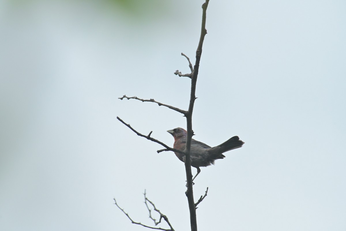 Varied Bunting - ML622070822